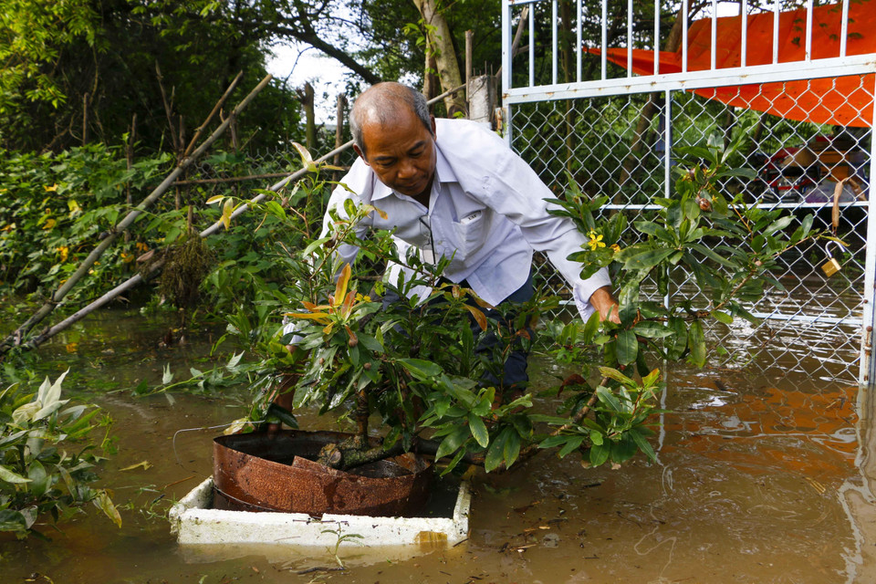 Vườn kiểng của ông Thạch Sol, ngụ Cồn Khương, phường Cái Khế, quận Ninh Kiều bị ngập hoàn toàn do triều cường. (Ảnh: Thanh Liêm/TTXVN)