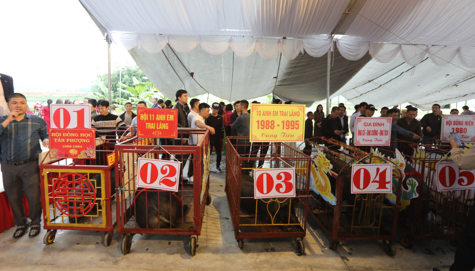 Lợn đen đã được rước và tập kết ở Nghè Tân Phượng để làm lễ. (Ảnh: Danh Lam/TTXVN)