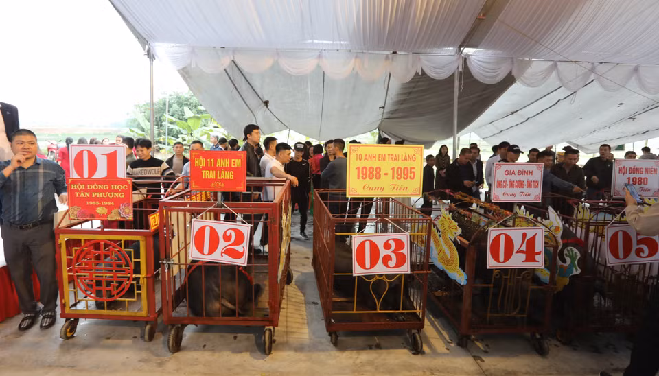 Lợn đen đã được rước và tập kết ở Nghè Tân Phượng để làm lễ. (Ảnh: Danh Lam/TTXVN)