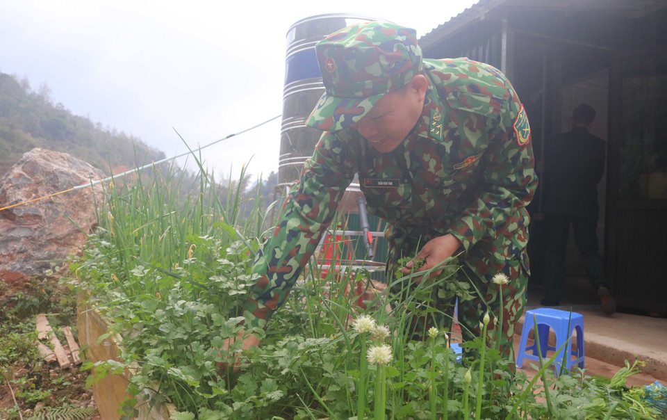 Thiếu tá Trần Văn Tám tại chốt chặn xóm Cốc Cáng, thị trấn Trà Lĩnh, huyện Trùng Khánh (Đồn Biên phòng cửa khẩu Trà Lĩnh) chăm sóc luống rau xanh tại chốt chặn. (Ảnh: Chu Hiệu/TTXVN)
