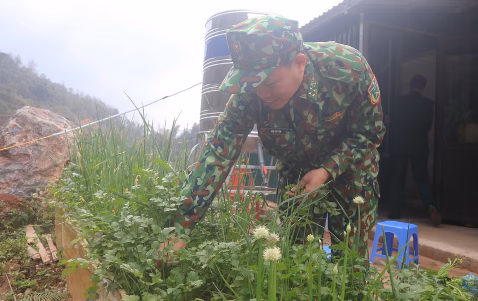 Thiếu tá Trần Văn Tám tại chốt chặn xóm Cốc Cáng, thị trấn Trà Lĩnh, huyện Trùng Khánh (Đồn Biên phòng cửa khẩu Trà Lĩnh) chăm sóc luống rau xanh tại chốt chặn. (Ảnh: Chu Hiệu/TTXVN)