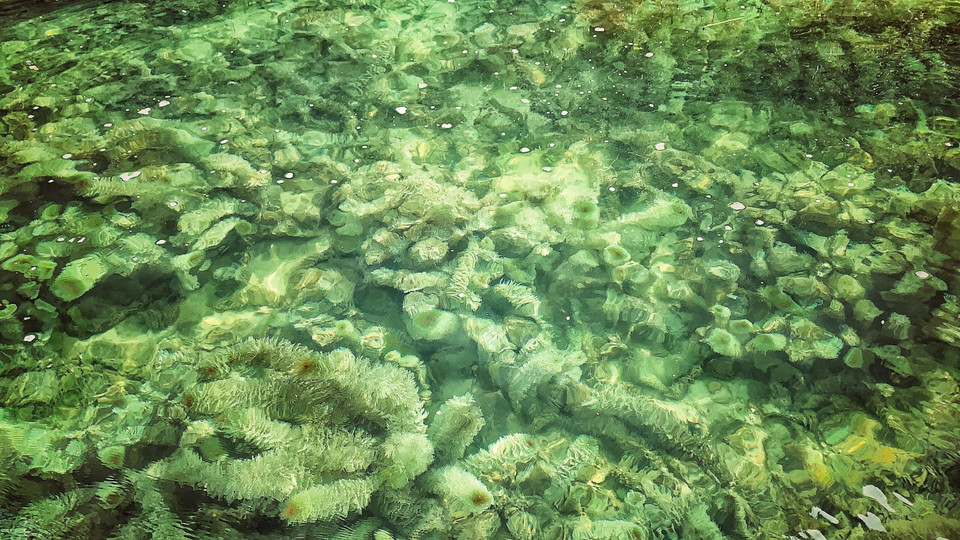 Hệ thủy sinh độc đáo. (Ảnh: Xuân Mai/Vietnam+)