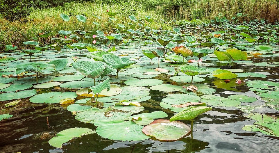 Mùa nào thức nấy, mùa sen ngát hương, mùa lúa vàng ruộm hay ngắt xanh đôi bờ... (Ảnh: Xuân Mai/Vietnam+)