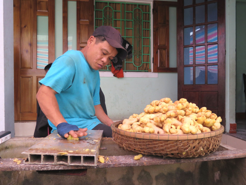 Công đoạn thái mỏng gừng được làm thủ công từ bao đời nay ở làng nghề truyền thống mứt gừng Kim Long. (Ảnh: Mai Trang/TTXVN)