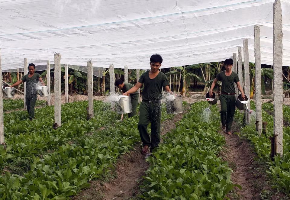 Nhiều năm qua, Đoàn Hoa Lư thuộc Sư đoàn 9 (Binh đoàn Cửu Long) được cấp trên đánh giá là đơn vị tăng gia sản xuất giỏi, 'Bếp nuôi quân kiểu mẫu,' là một trong những đơn vị điểm của Binh đoàn trong thực hiện Cuộc vận động ''Học tập và làm theo tấm gương đạo đức Hồ Chí Minh.' (Ảnh: Trọng Đức/TTXVN)