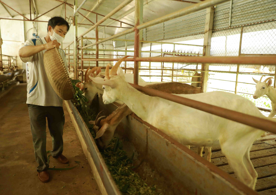 Chăm sóc đàn dê của gia đình anh Lê Văn Thực ở thôn Việt Long, xã Tản Lĩnh, huyện Ba Vì. (Ảnh: Vũ Sinh/TTXVN)
