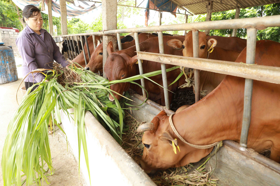 Chăm sóc đàn bò thịt của gia đình chị Nguyễn Thị Thơm ở thôn Xuân Hoà, xã Văn Hoà, huyện Ba Vì. (Ảnh: Vũ Sinh/TTXVN)