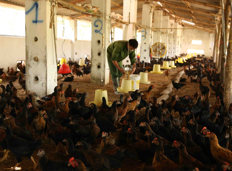 Chăm sóc đàn gà thịt tại hộ chăn nuôi Nguyễn Thị Thuý ở xã Tản Lĩnh, huyện Ba Vì. (Ảnh: Vũ Sinh/TTXVN)