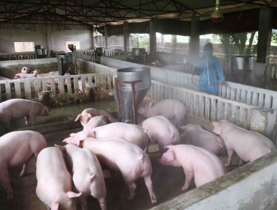 Chăm sóc đàn lợn giống tại trang trại của gia đình chị Phùng Thị Hương ở xã Phú Phương, huyện Ba Vì. (Ảnh: Vũ Sinh/TTXVN)