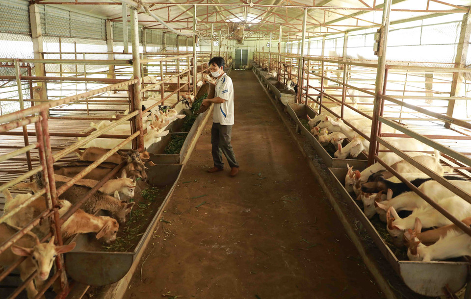 Chăm sóc đàn dê của gia đình anh Lê Văn Thực ở thôn Việt Long, xã Tản Lĩnh, huyện Ba Vì. (Ảnh: Vũ Sinh/TTXVN)