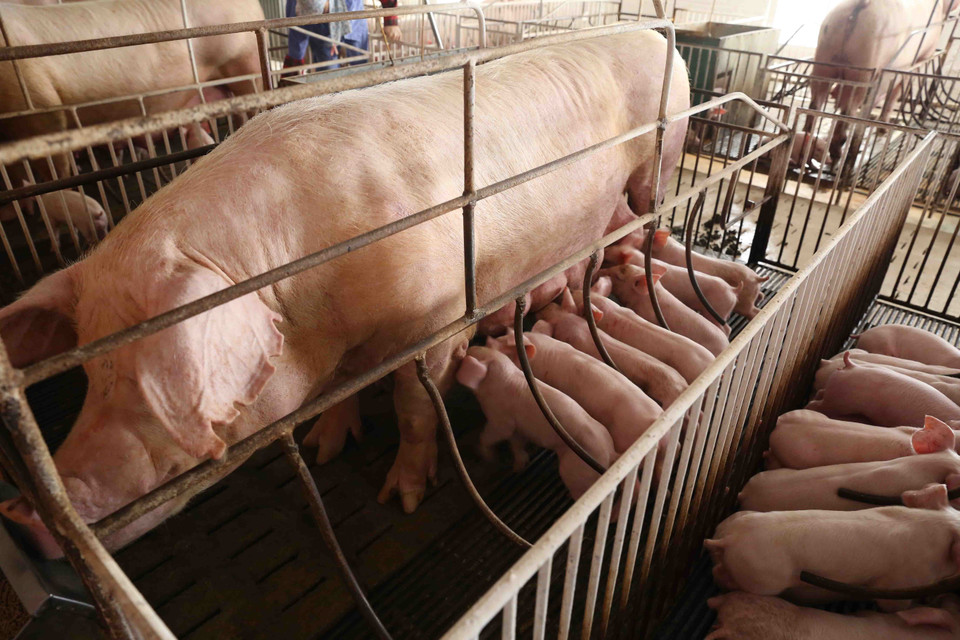 Chăm sóc đàn lợn giống tại trang trại của gia đình chị Phùng Thị Hương ở xã Phú Phương, huyện Ba Vì. (Ảnh: Vũ Sinh/TTXVN)