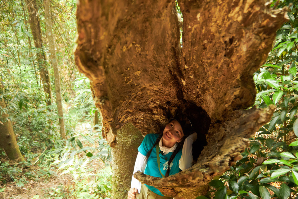 H'Hen Niê đặc biệt thích những cây to lớn và thử cảm giác chui vào bên trong cây. (Ảnh: CTV/Vietnam+)