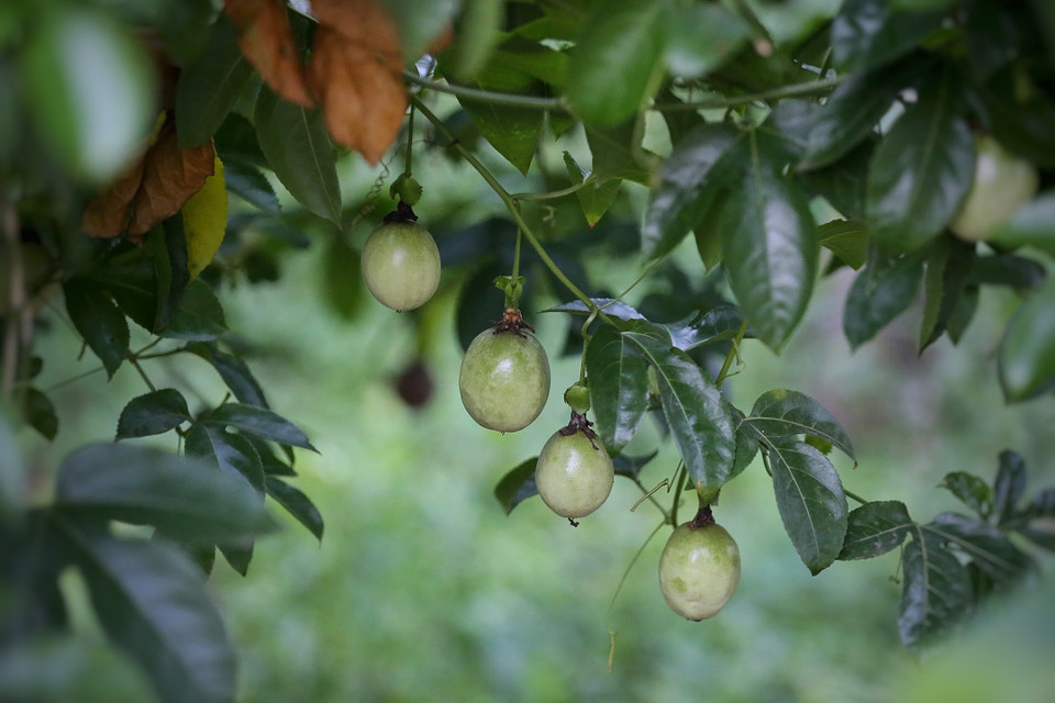 Với thế mạnh nông sản, người Thái ở bản Dọi canh tác khá nhiều giống cây trồng như cây chè, chanh leo, bơ, bí đỏ... (Ảnh: Mai Mai/Vietnam+)