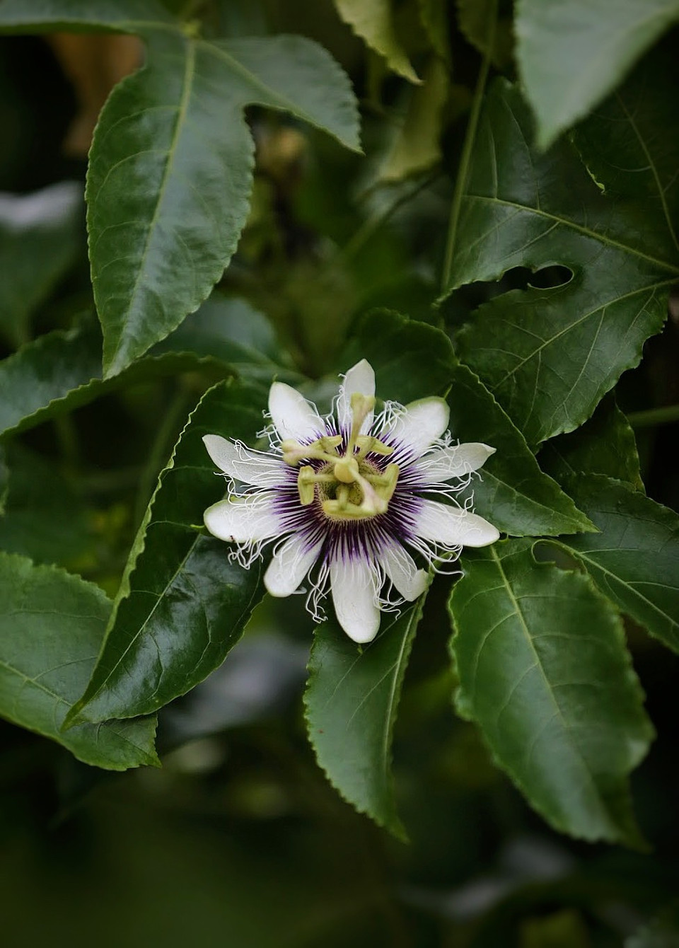 Hoa chanh leo. (Ảnh: Mai Mai/Vietnam+)