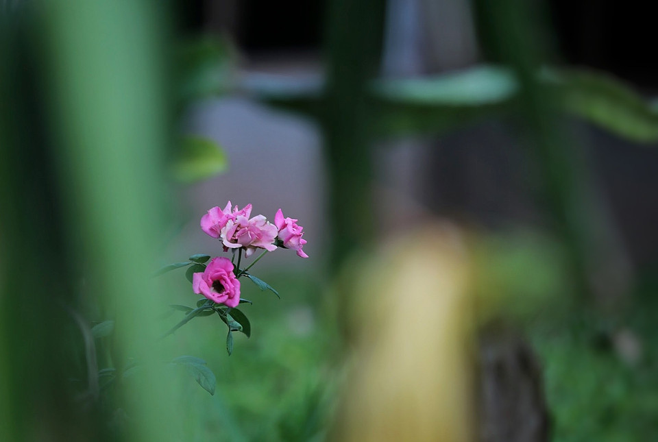 Dạo bộ quanh bản không khó để bắt gặp những màu sắc lãng mạn như thế này bên những hàng rào tre nứa đã ngả màu thời gian. (Ảnh: Mai Mai/Vietnam+)