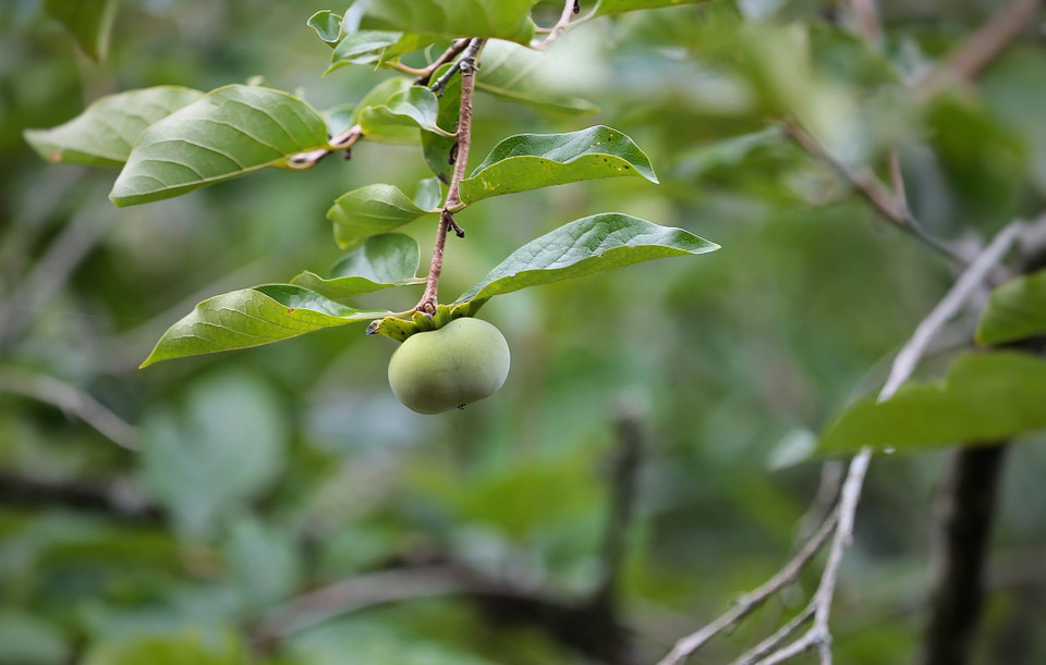 Nằm trên vùng đất cao nguyên trù phú nên ở đây quanh năm hoa quả tốt tươi, mùa nào thức nấy. (Ảnh: Mai Mai/Vietnam+)