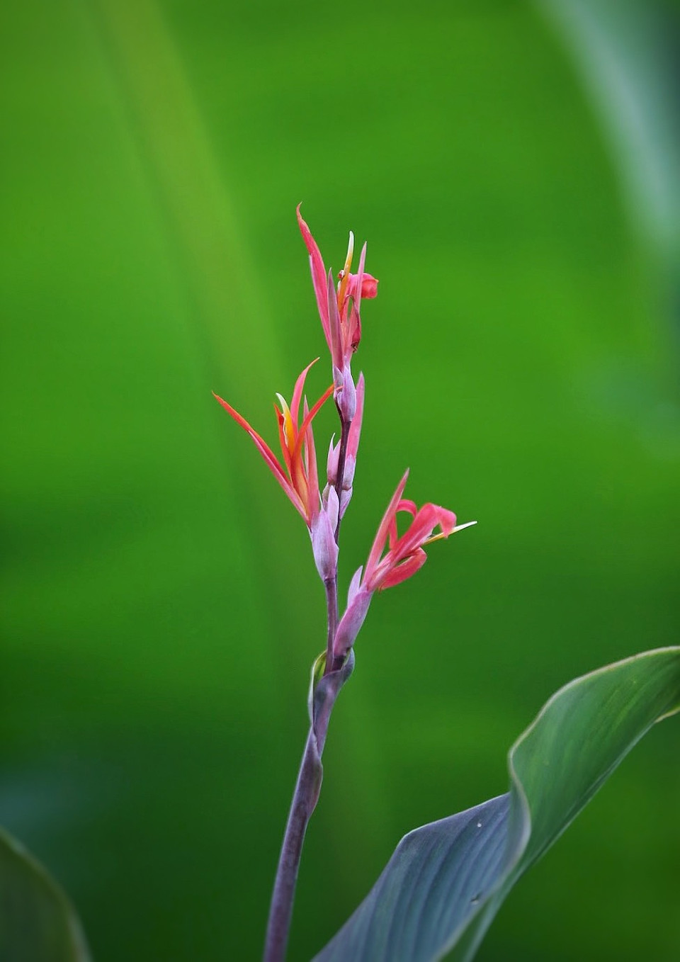 Những sắc hoa của bản cũng đẹp đầy sức sống giữa bức tranh thiên nhiên xanh mướt. (Ảnh: Mai Mai/Vietnam+)