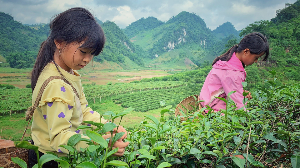 Nếu không lên lớp, các em sẽ theo mẹ lên thu hoạch lá chè, giá bán cũng được 55.000-60.000 đồng/kg. (Ảnh: Mai Mai/Vietnam+)