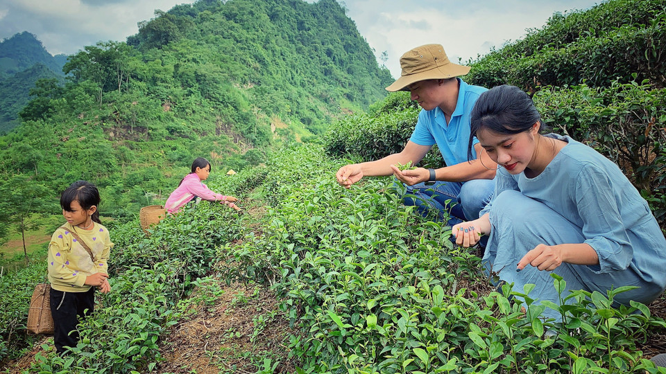 Thử trải nghiệm đi hái chè cùng đám trẻ trong bản. (Ảnh: Mai Mai/Vietnam+)