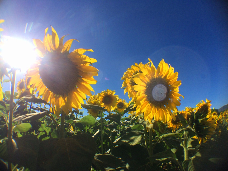 Hoa khoe sắc dưới ánh Mặt Trời. (Ảnh: Xuân Mai/Vietnam+)