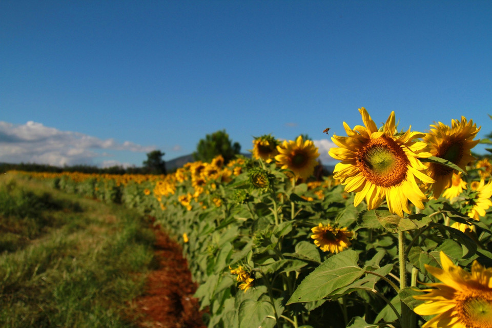 Chính vì được đón chào như vậy nên những du khách đến đây cũng khá ý thức giữ gìn cảnh quan, không xả rác, hái hoa bừa bãi. (Ảnh: Xuân Mai/Vietnam+)