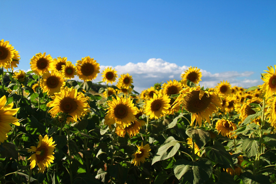 ... chạy thẳng vào khoảng 2km là tới cánh đồng hoa hướng dương, nằm trong khu đất rộng lớn của Công ty Dalat Milk. (Ảnh: Xuân Mai/Vietnam+)