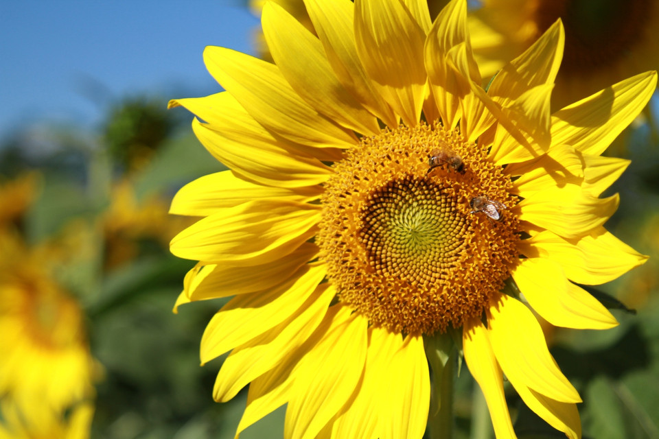 Cánh đồng hoa cách Đà Lạt khoảng 30km về phía Nam. (Ảnh: Xuân Mai/Vietnam+)