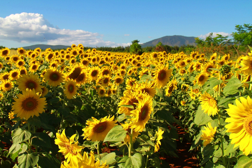 Từ Đà Lạt, đi hết đèo Preen về hướng huyện Đức Trọng, qua ngã ba Phi Nôm, sẽ thấy bên trái có cổng chào thôn văn hóa Bồng Lai... (Ảnh: Xuân Mai/Vietnam+)