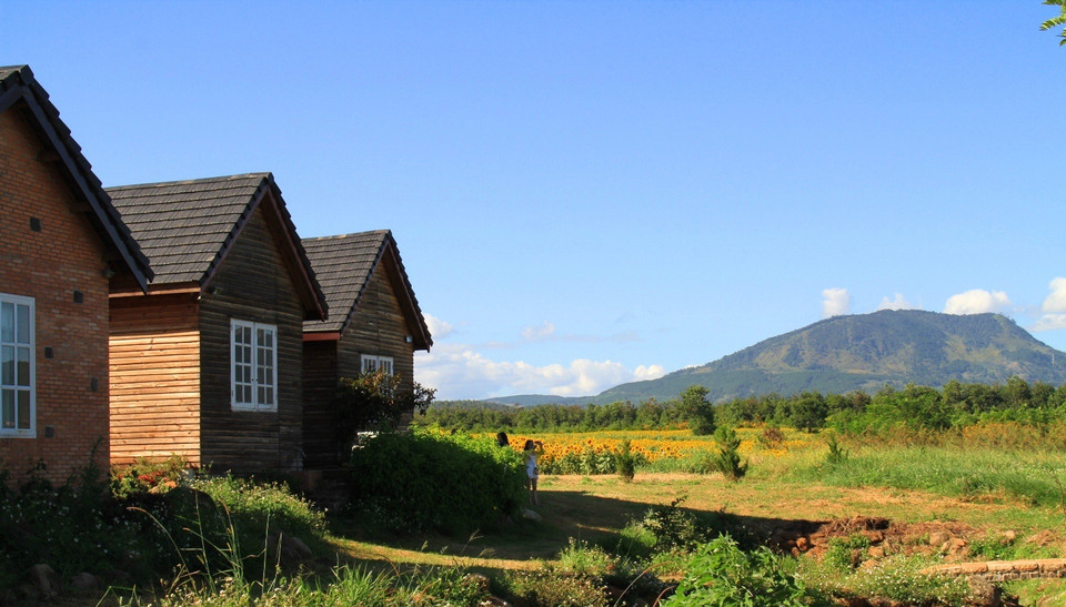 Ngoài Nghệ An, huyện Đức Trọng (Lâm Đồng) cũng là nơi có cánh đồng hoa hướng dương lớn. (Ảnh: Xuân Mai/Vietnam+)