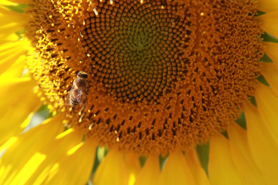 'Hoa Mặt Trời' thu hút rất nhiều ong đến hút mật. (Ảnh: Xuân Mai/Vietnam+)