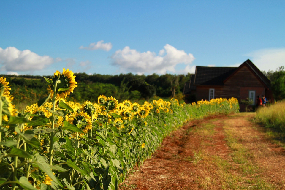 Cánh đồng nằm giữa một khung cảnh hữu tình, bao quanh hồ nhỏ trong xanh, dẫn lối đến một khu nhà gỗ lãng mạn. (Ảnh: Xuân Mai/Vietnam+)
