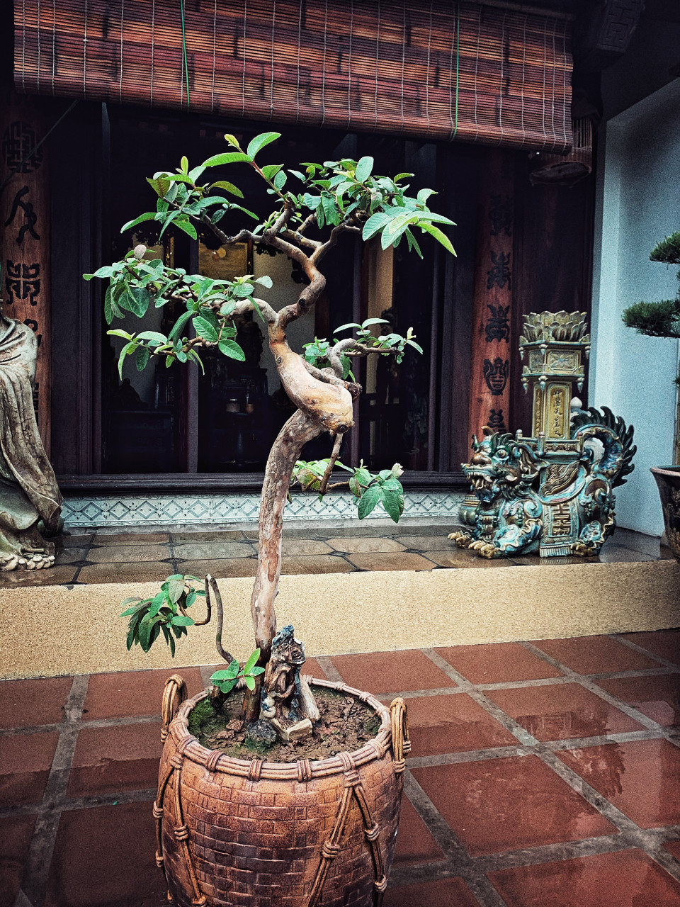 Cây ổi cũng có thế dáng đặc biệt. (Ảnh: Xuân Mai/Vietnam+)