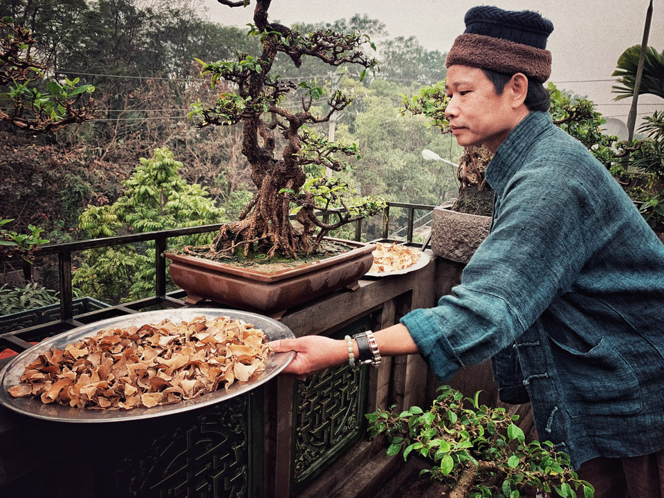 Thất diệp nhất chi hoa là một vị thuốc nhưng anh dùng để pha trà uống hàng ngày. (Ảnh: Xuân Mai/Vietnam+)