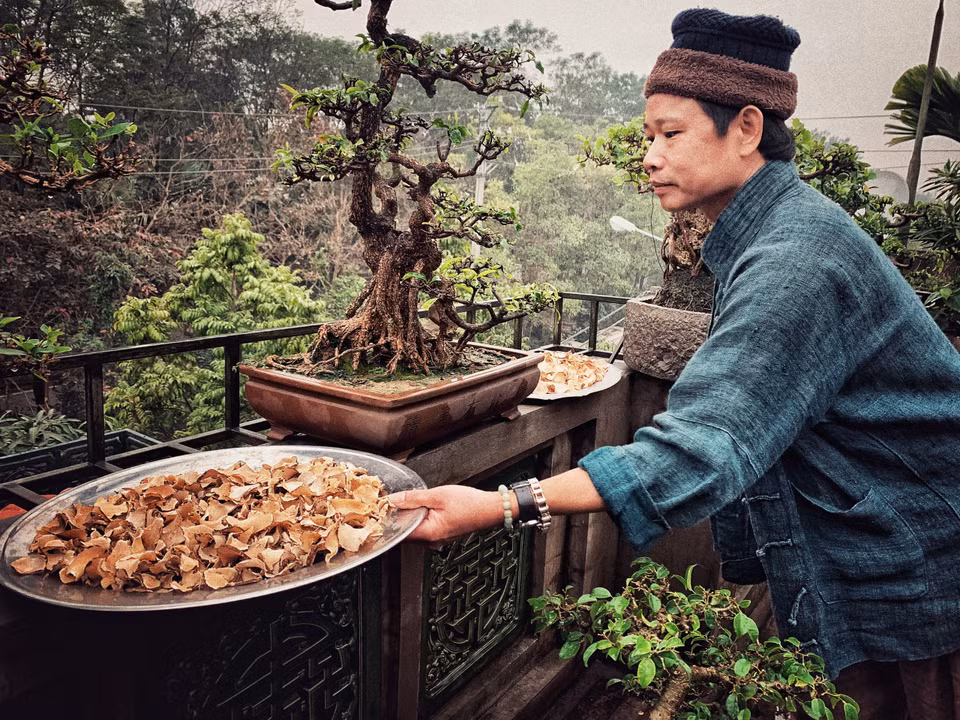 Thất diệp nhất chi hoa là một vị thuốc nhưng anh dùng để pha trà uống hàng ngày. (Ảnh: Xuân Mai/Vietnam+)