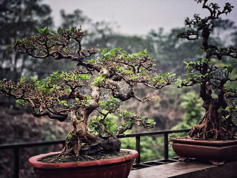 Mỗi cây mỗi thế dáng vô cùng độc đáo cho thấy cách chơi của người có nghề và đây đều là tác phẩm do anh tự tạo tác. (Ảnh: Xuân Mai/Vietnam+)