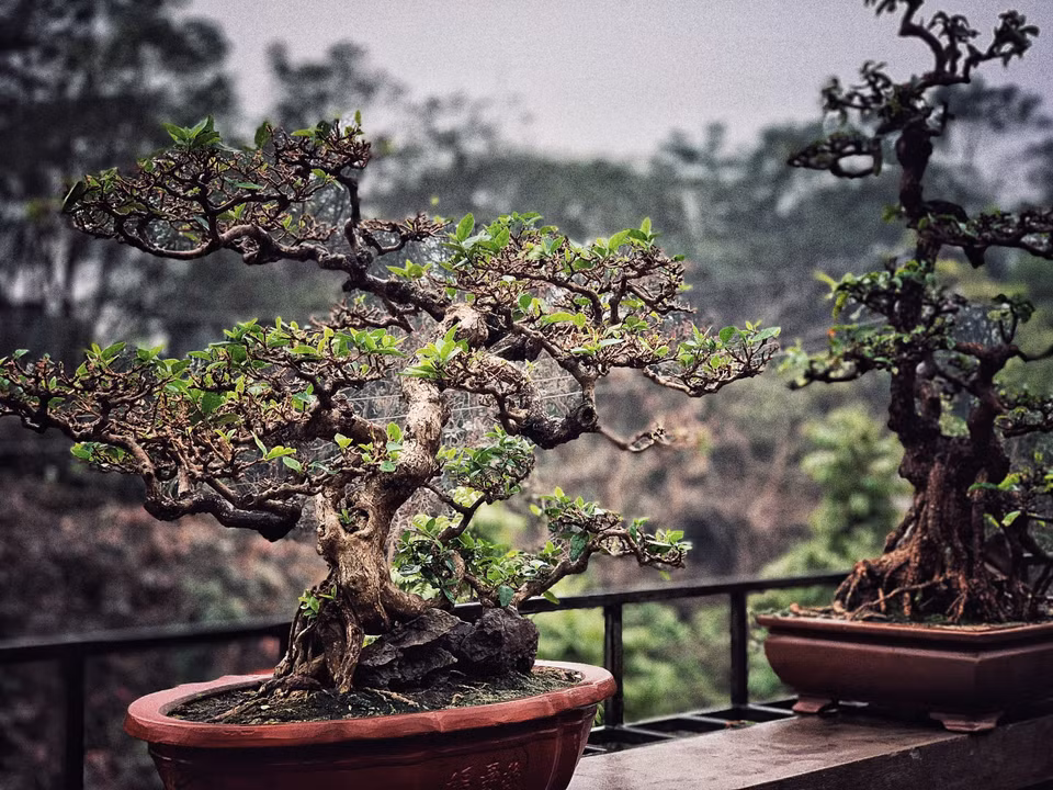 Mỗi cây mỗi thế dáng vô cùng độc đáo cho thấy cách chơi của người có nghề và đây đều là tác phẩm do anh tự tạo tác. (Ảnh: Xuân Mai/Vietnam+)