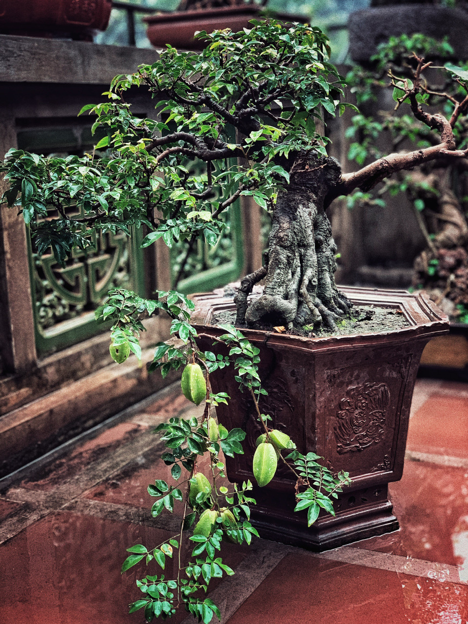 Nếu không có quả, chắc mọi người khó có thể nhìn ra đây là cây khế. (Ảnh: Xuân Mai/Vietnam+)