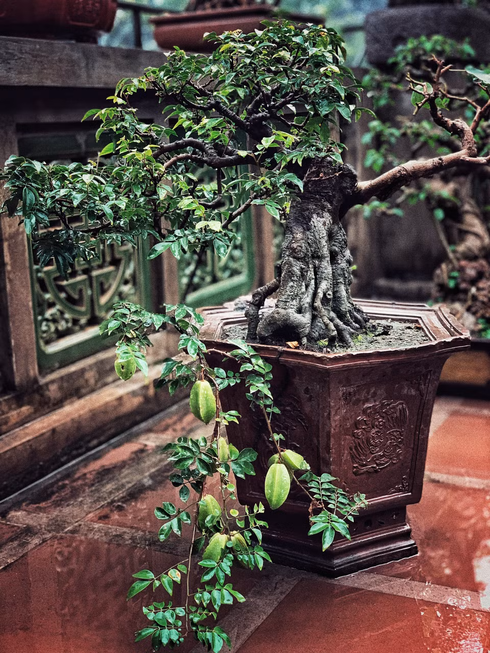 Nếu không có quả, chắc mọi người khó có thể nhìn ra đây là cây khế. (Ảnh: Xuân Mai/Vietnam+)
