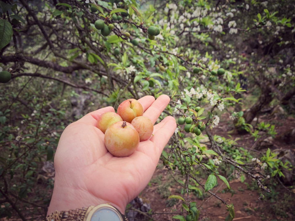 Vẫn có những cây mận sớm vụ nay đã cho quả chín. (Ảnh: Xuân Mai/Vietnam+)