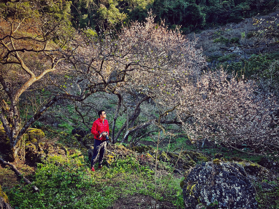 Mu Náu là một trong số ít thung lũng mận cổ thụ còn giữ được không gian trải dài không bị chia cắt ở Mộc Châu. (Ảnh: Xuân Mai/Vietnam+)