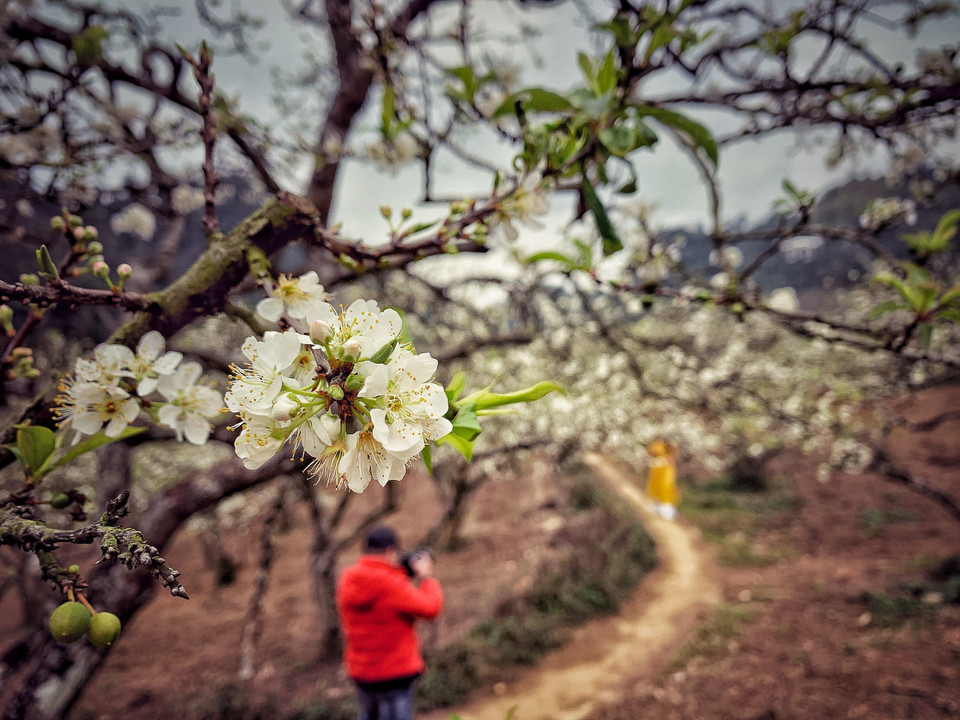 Chẳng thế mà thung lũng mận Mu Náu ngày nào cũng thu hút đông du khách. (Ảnh: Xuân Mai/Vietnam+)