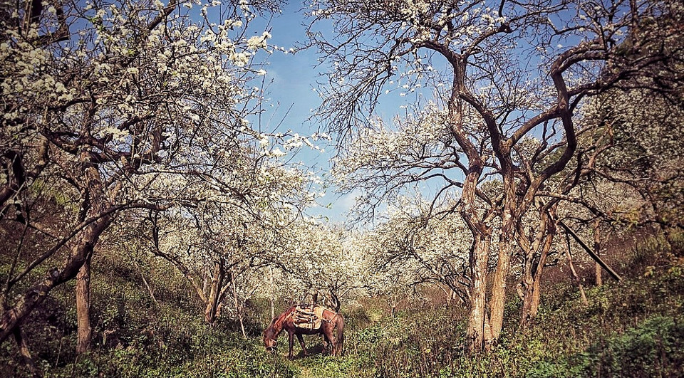 Trong các thung lũng sâu, đi qua những con đường đất ngoằn ngoèo, tiếng ngựa hí giữa thảo nguyên trắng như bông có làm bạn xao lòng? (Ảnh: Xuân Mai/Vietnam+)