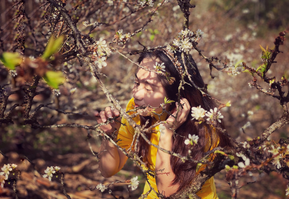 Đến Mộc Châu mùa nào cũng đẹp. Bởi, mỗi mùa đều có những loài hoa đặc trưng và mùa này chính là thiên đường của hoa mận, mơ, cải trắng, cải vàng. (Ảnh: Xuân Mai/Vietnam+)