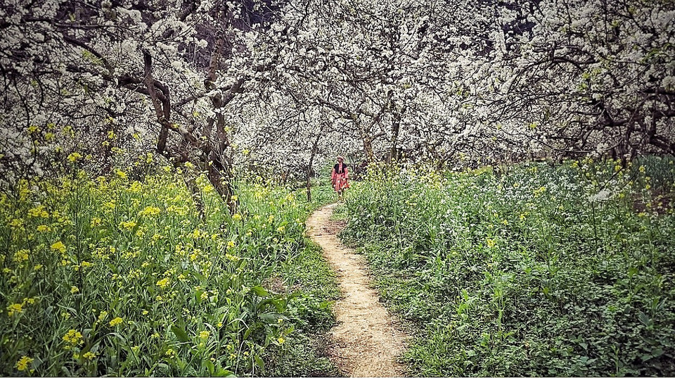 Tha thẩn dạo bộ giữa hai mảng màu này và hít hà không khí trong lành của thảo nguyên xanh, chắc chắn là một cảm xúc không thể nào quên. (Ảnh: Xuân Mai/Vietnam+)