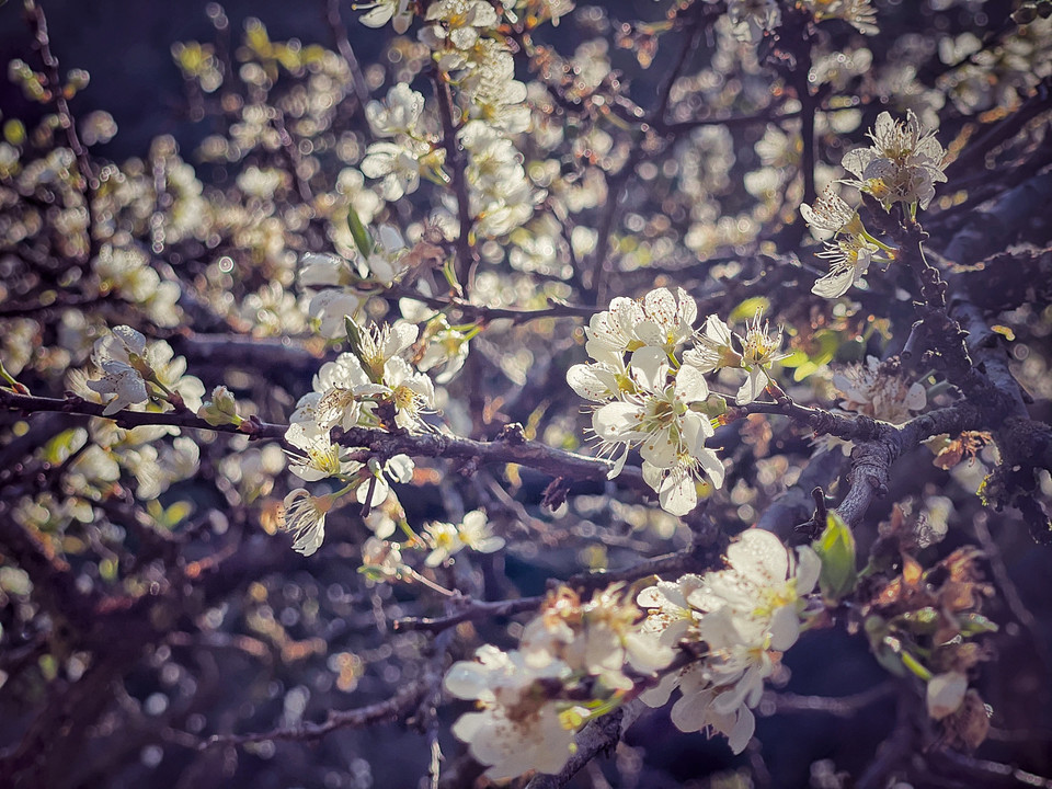 Cả rừng mận đang vào độ bung nở đẹp nhất. (Ảnh: Xuân Mai/Vietnam+)