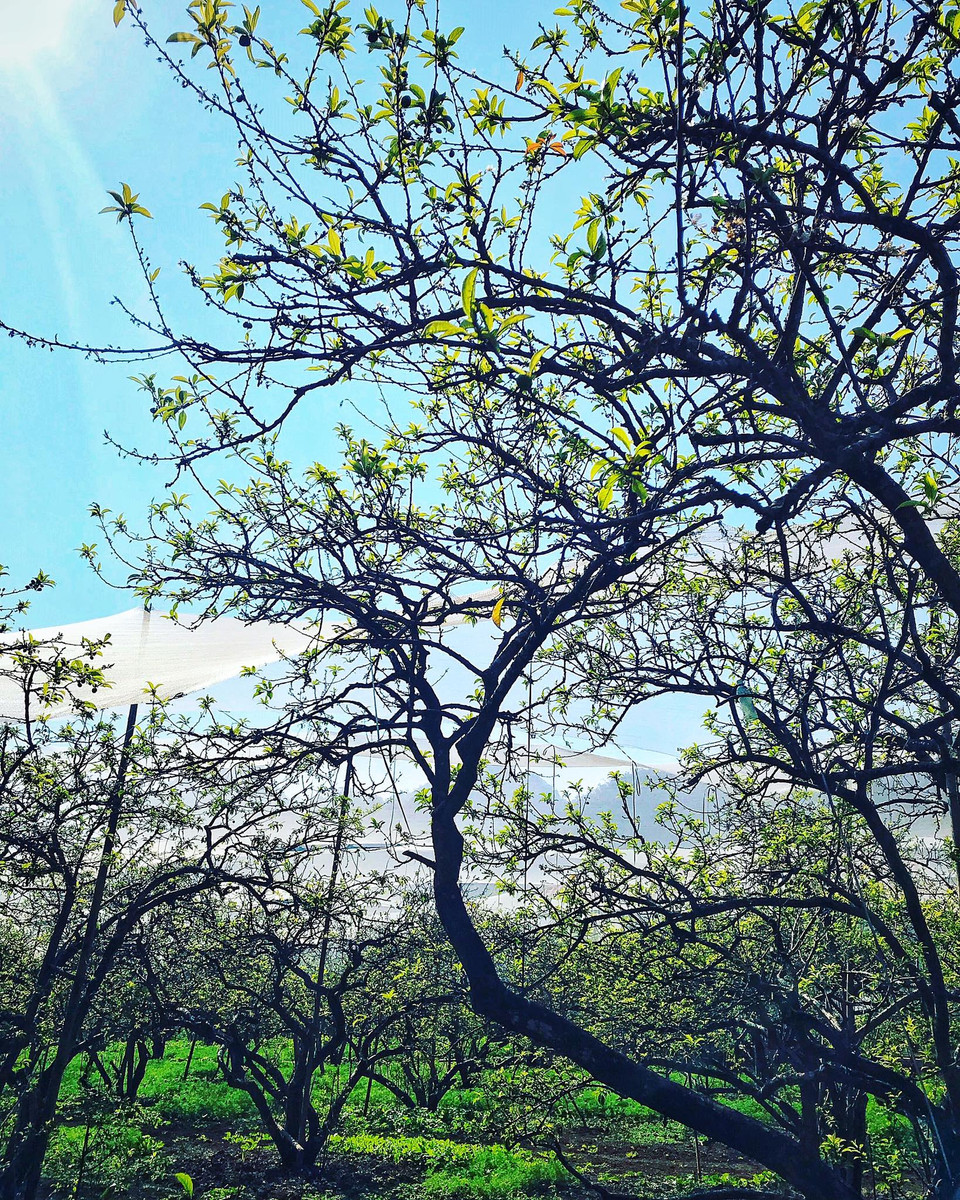 Những gốc mận cổ thụ khoe dáng khẳng khiu có phần cổ quái. Mộc Châu được ví như Sapa của Tây Bắc với khí hậu trong lành, mát mẻ. (Ảnh: Xuân Mai/Vietnam+)