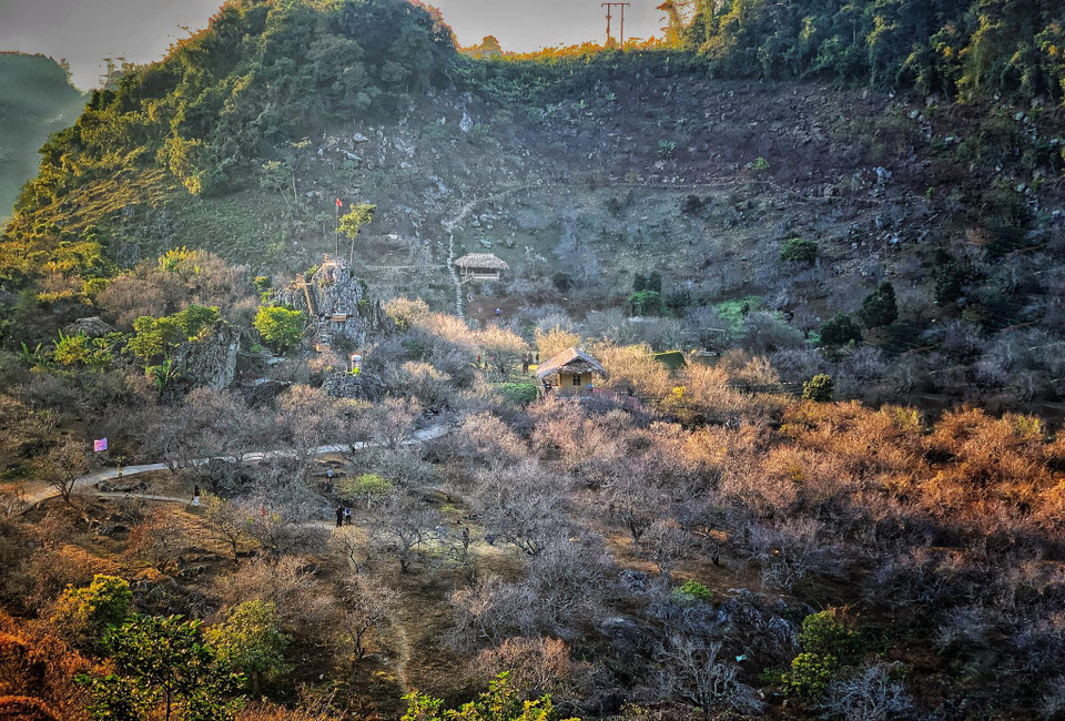 Những vườn mận, mơ trở thành điểm đón du khách cũng thu vé 20 nghìn đồng/người. (Ảnh: Xuân Mai/Vietnam+)