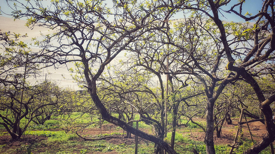 Rừng mận Nà Ka gần như đã trổ hết bông. (Ảnh: Xuân Mai/Vietnam+)