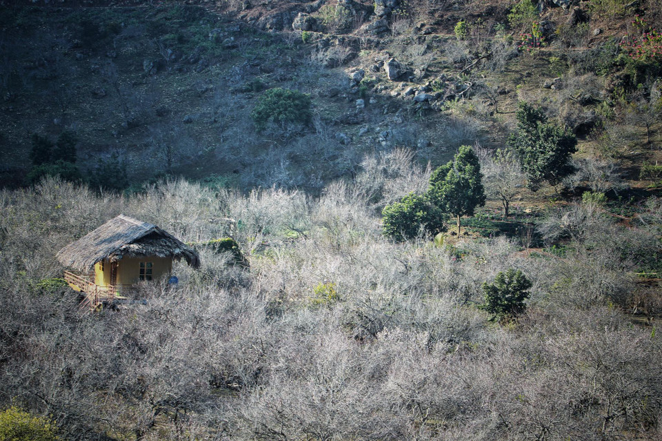 Thung lung mận dốc km82 bung nở đợt cuối vụ. (Ảnh: Xuân Mai/Vietnam+)