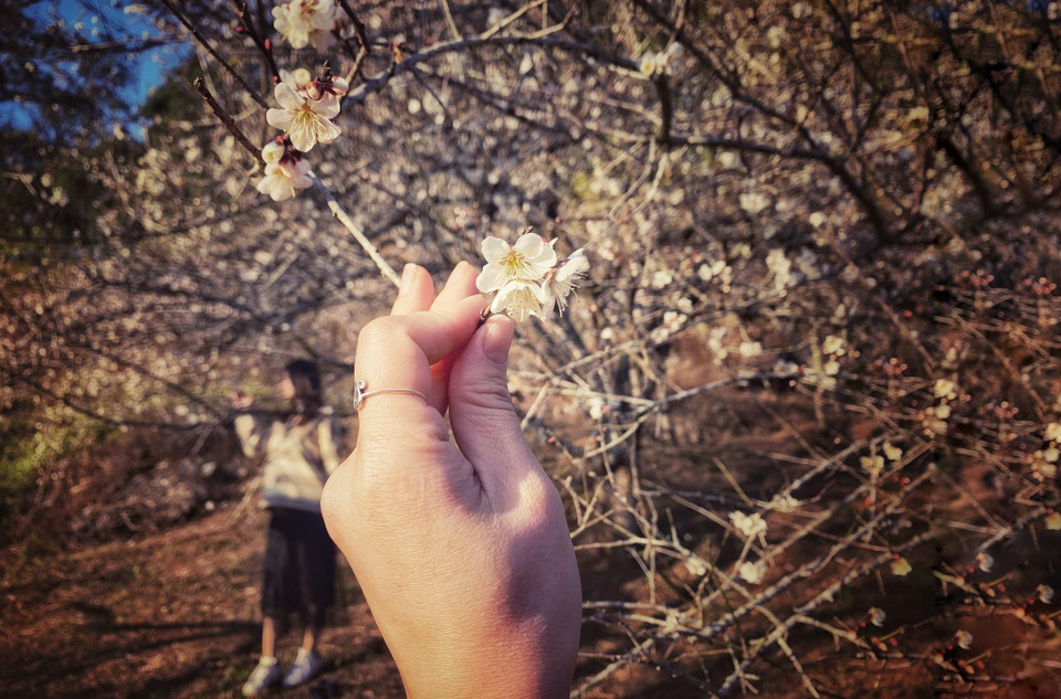 Những bông hoa mơ nở trắng muốt núi rừng Tây Bắc. (Ảnh: Xuân Mai/Vietnam+)
